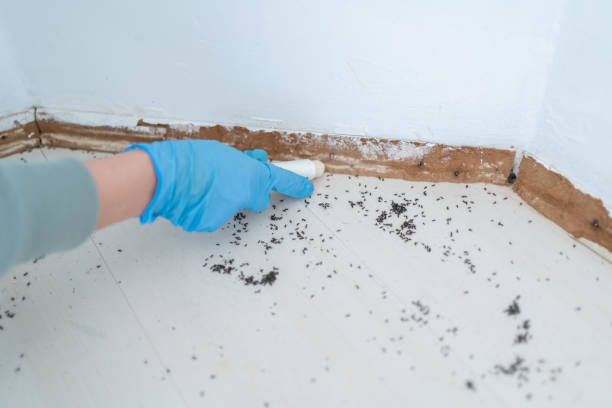 Best Flea Control Services  in Goldsby, OK